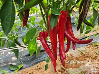 안계천님의 고추 · 수확 작성글 사진