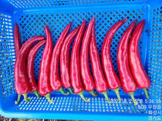 안계천님의 고추 · 수확 작성글 사진