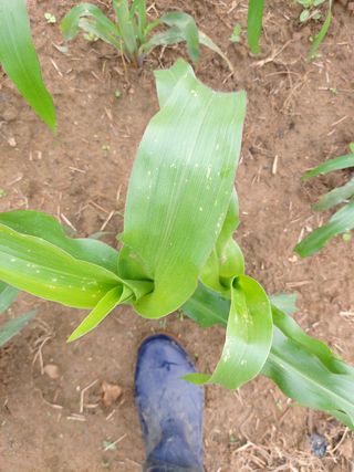 Bsd1124님의 옥수수 · 병해충상담 작성글 사진