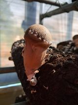 팜모닝 버섯·일상 게시글 이미지