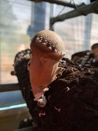 정순희 님의 버섯 · 일상 작성글 사진