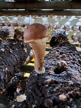 정순희 님의 버섯 · 일상 작성글 사진