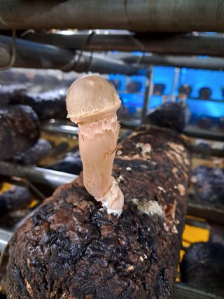 정순희 님의 버섯 · 일상 작성글 사진