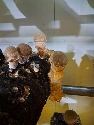 정순희 님의 버섯 · 일상 작성글 사진