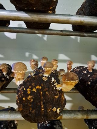 정순희 님의 버섯 · 일상 작성글 사진