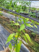 팜모닝 고추·병해충상담 게시글 이미지