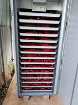 팜모닝 고추·일상 게시글 이미지