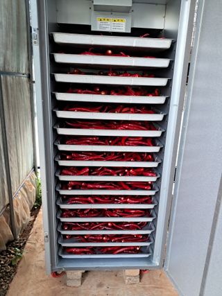 bpjh9173님의 고추 · 일상 작성글 사진