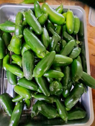 bpjh9173님의 고추 · 일상 작성글 사진