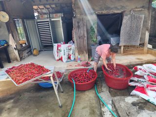 꽃순이네님의 고추 · 수확 작성글 사진