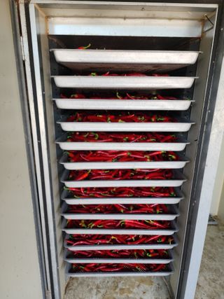 꽃순이네님의 고추 · 수확 작성글 사진