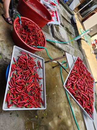 꽃순이네님의 고추 · 수확 작성글 사진