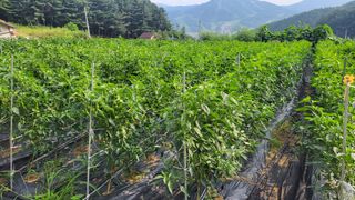 산막골농부님의 고추 · 수확 작성글 사진