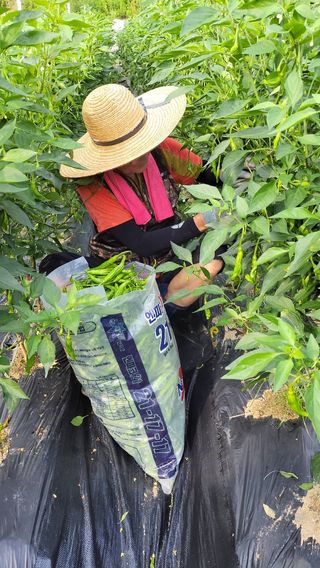 산막골농부님의 고추 · 수확 작성글 사진