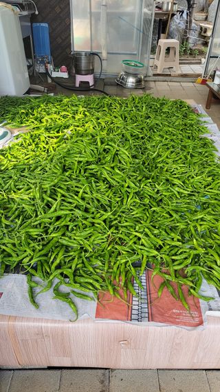 산막골농부님의 고추 · 수확 작성글 사진