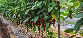 권택화님의 고추 · 수확 작성글 사진