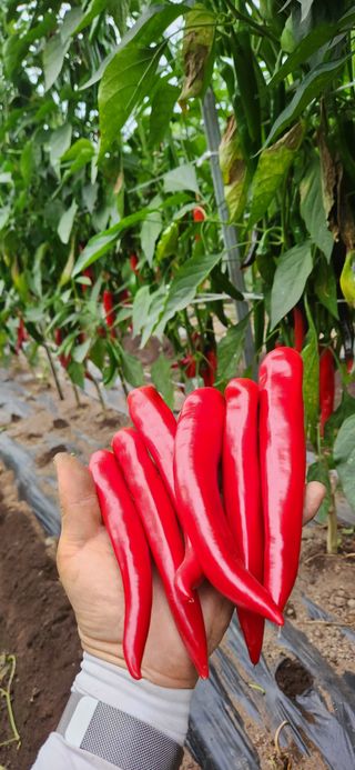 권택화님의 고추 · 수확 작성글 사진