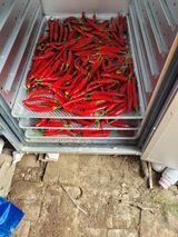 팜모닝 고추·수확 게시글 이미지