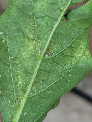 찬균park님의 고추 · 수확 작성글 사진