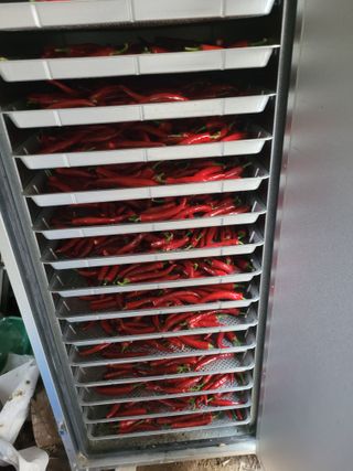 찬균park님의 고추 · 수확 작성글 사진