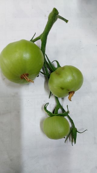 신준철님의 토마토 · 병해충상담 작성글 사진