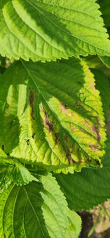 팜모닝 들깨·병해충상담 게시글 이미지