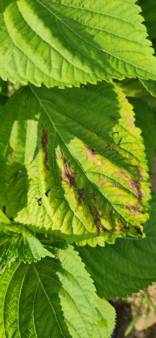 초보눙사꾼님의 들깨 · 병해충상담 작성글 사진
