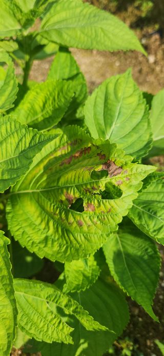 초보눙사꾼님의 들깨 · 병해충상담 작성글 사진