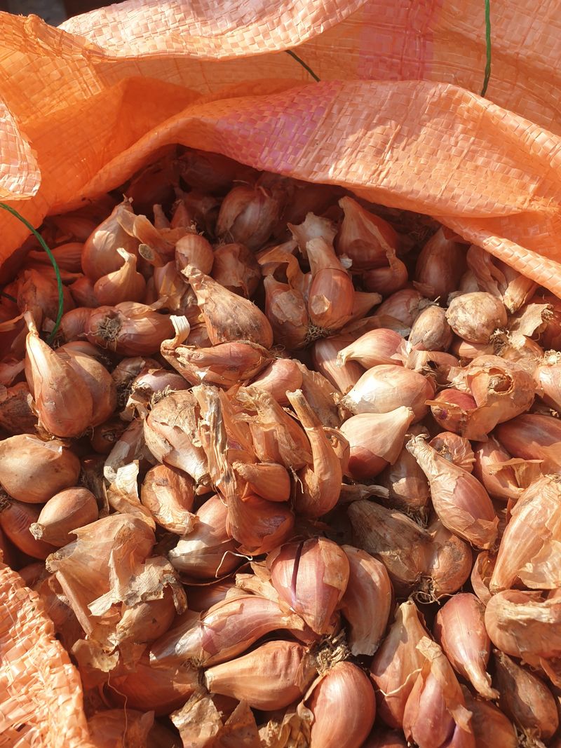 장터 상품 [쪽파종구판매완료] 썸네일