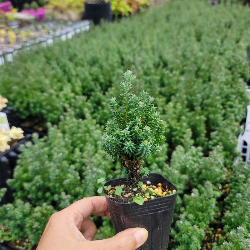 이선미님의 장터 판매 상품 [서양측백 레드스타 묘목 팝니다] 첨부 사진