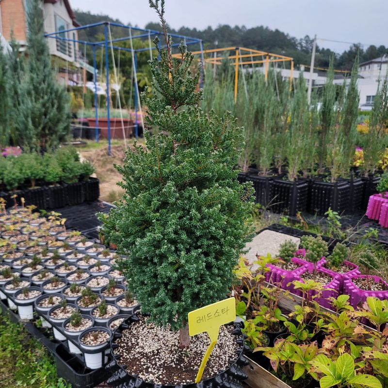 이선미님의 장터 판매 상품 [서양측백 레드스타 묘목 팝니다] 첨부 사진