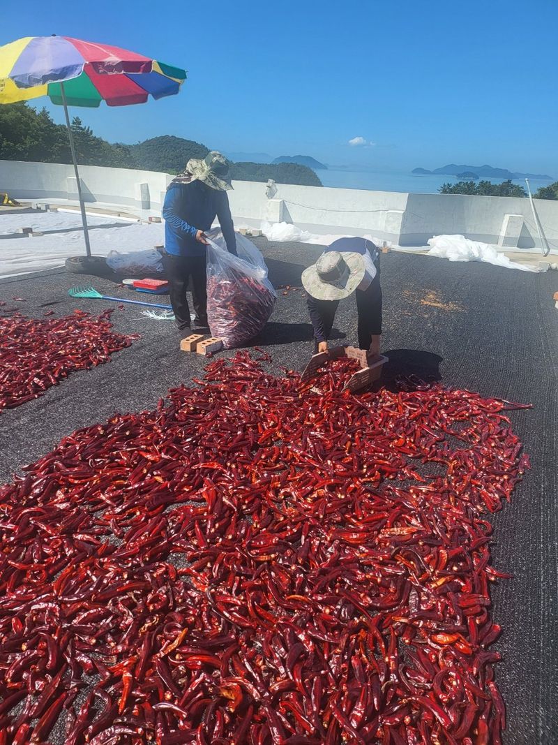 고추농사 정 미라님의 장터 판매 상품 [고추가루 1근(600그램)] 첨부 사진