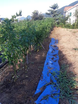 신 난다님의 고추 · 병해충상담 작성글 사진