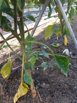 신 난다님의 고추 · 병해충상담 작성글 사진