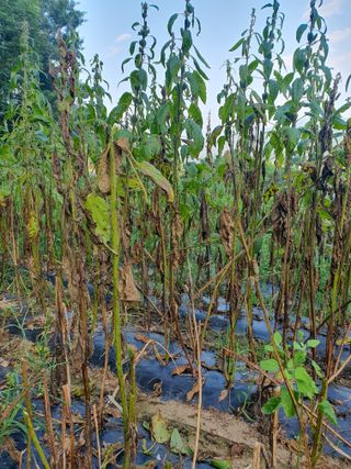 알바트로스k님의 참깨 · 병해충상담 작성글 사진