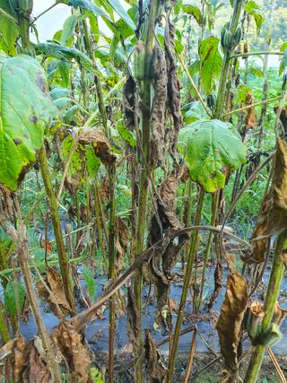 알바트로스k님의 참깨 · 병해충상담 작성글 사진