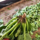 팜모닝 시금치·병해충상담 게시글 이미지