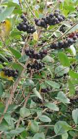 팜모닝 블루베리·자유게시판 게시글 이미지