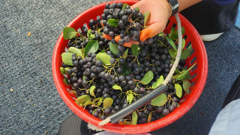 장터 상품 [몸이 건강해지는 맛, 햇생과 아로니아 10kg] 썸네일