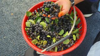 농부아내님의 작성글 사진