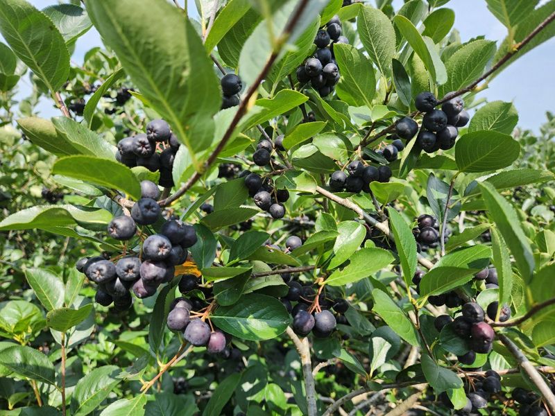 농부아내님의 장터 판매 상품 [몸이 건강해지는 맛, 햇생과 아로니아 10kg] 첨부 사진