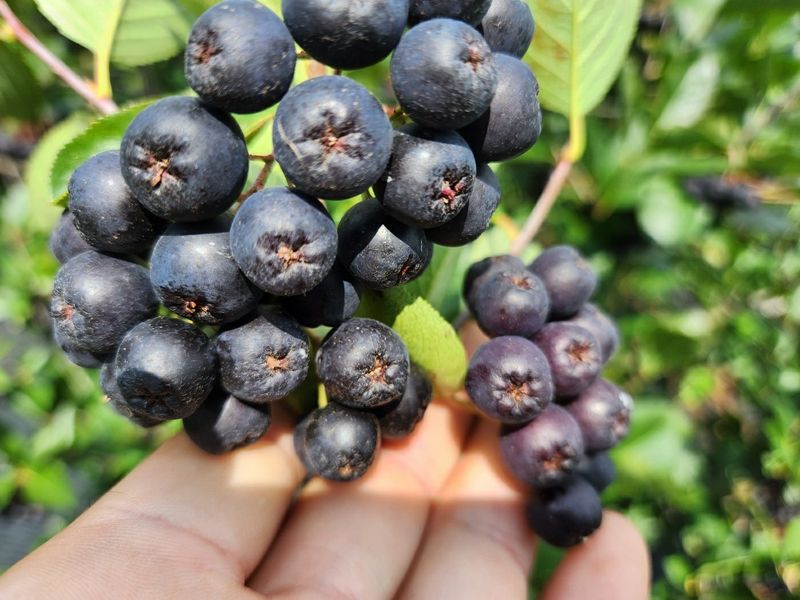 농부아내님의 장터 판매 상품 [몸이 건강해지는 맛, 햇생과 아로니아 10kg] 첨부 사진