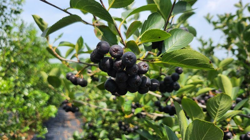 농부아내님의 장터 판매 상품 [몸이 건강해지는 맛, 햇생과 아로니아 10kg] 첨부 사진