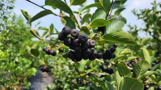 농부아내님의 작성글 사진