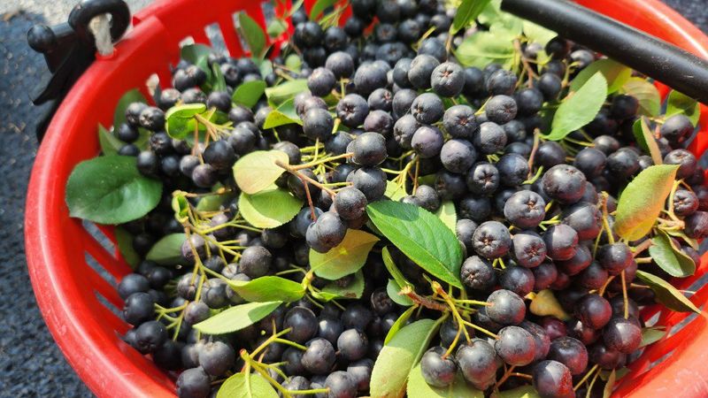 농부아내님의 장터 판매 상품 [몸이 건강해지는 맛, 햇생과 아로니아 10kg] 첨부 사진