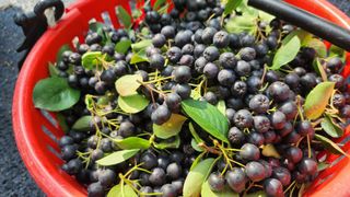 농부아내님의 작성글 사진