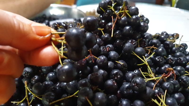 농부아내님의 장터 판매 상품 [몸이 건강해지는 맛, 햇생과 아로니아 10kg] 첨부 사진