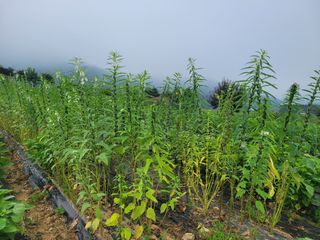 조용길님의 참깨 · 자유게시판 작성글 사진