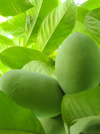 김안식~복숭아.포포님의 작성글 사진