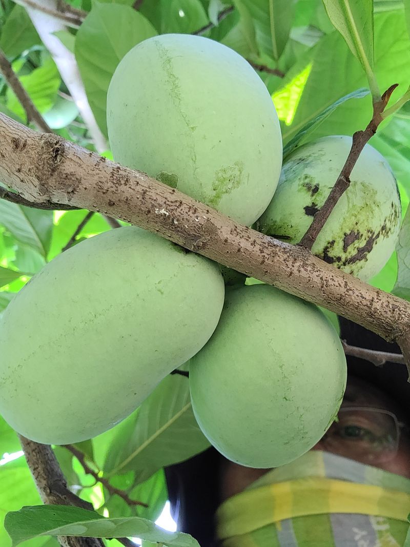 김안식~납작복숭아님의 장터 판매 상품 [포포열매 ] 첨부 사진